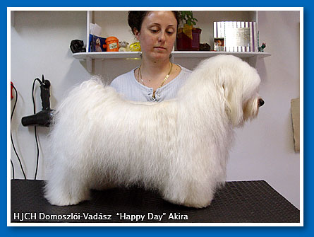 HJCH Domoszlói-Vadász Happy Day Akira - bichon havanese