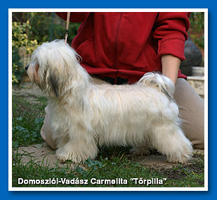 Torpilla at 8 months old - Bichon havanese