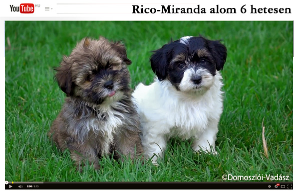 Rico-Miranda-alom /D-litter