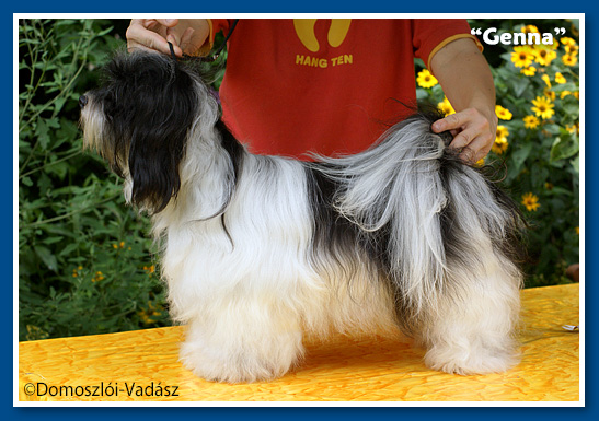 Miranda - at 6 months old - havanese