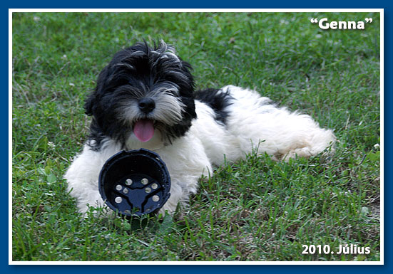 Miranda - at 6 months old - havanese