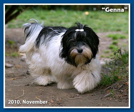 Miranda - at 6 months old - havanese