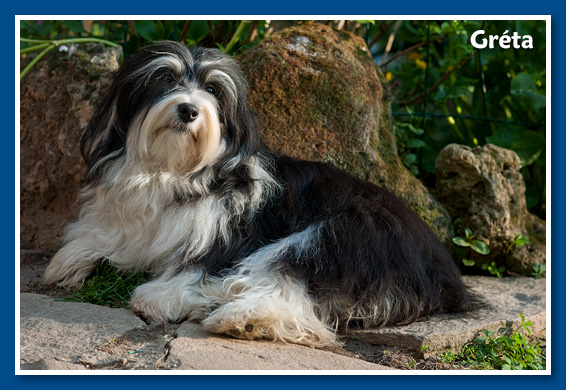 Miranda - at 6 months old - havanese