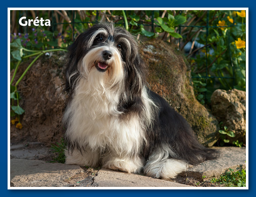 Miranda - at 6 months old - havanese