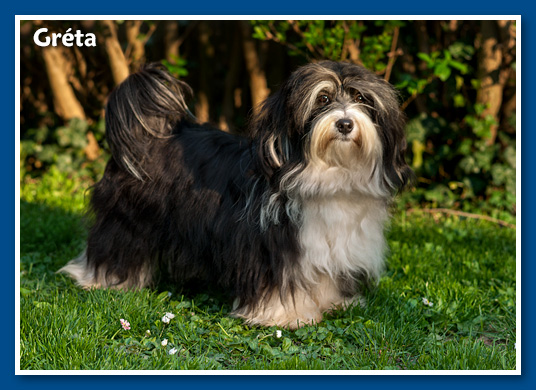 Miranda - at 6 months old - havanese