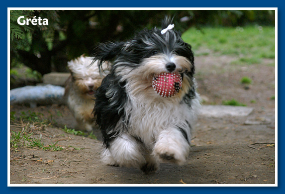 Miranda - at 6 months old - havanese