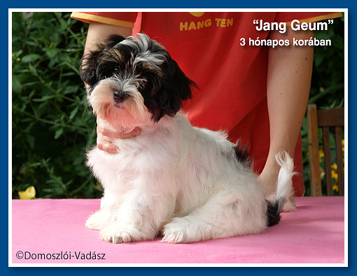 Jang Geum - havanese