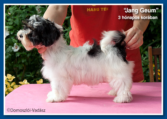 Jang Geum - havanese