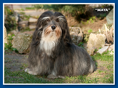 Bichon havanese - Maya