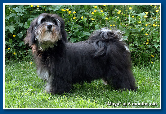 Maya 6 hónapos havanese