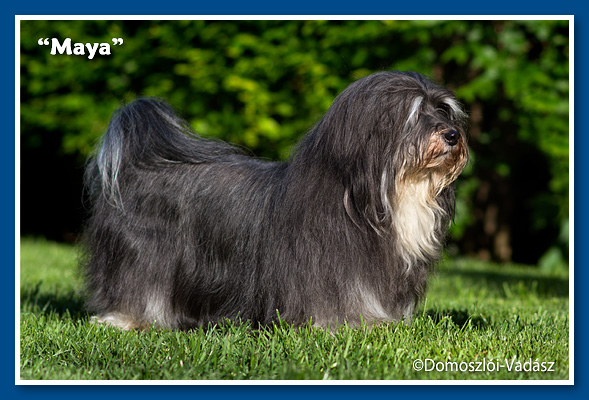 Bichon havanese - Maya