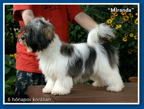 Miranda - at 6 months old - havanese