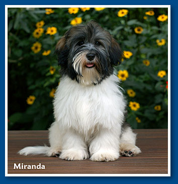 Miranda - at 6 months old - havanese