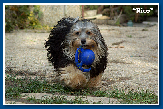 Christa's Jumpy Clown Ricardo "Rico" - bichon havanese