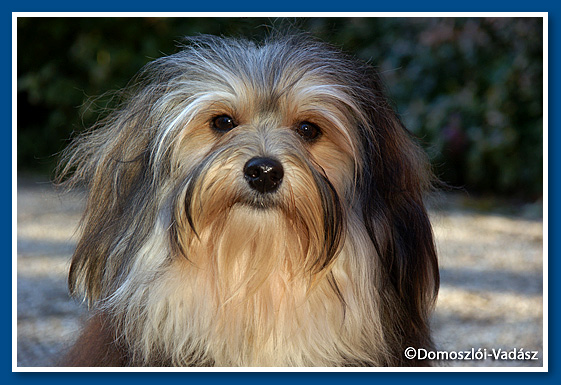 Christa's Jumpy Clown Ricardo "Rico" - bichon havanese