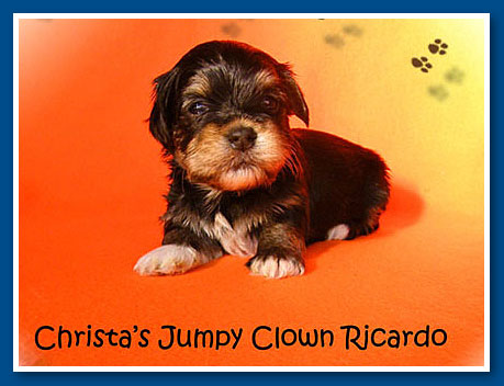 Christa's Jumpy Clown Ricardo "Rico" - bichon havanese