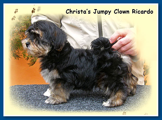 Christa's Jumpy Clown Ricardo "Rico" - bichon havanese