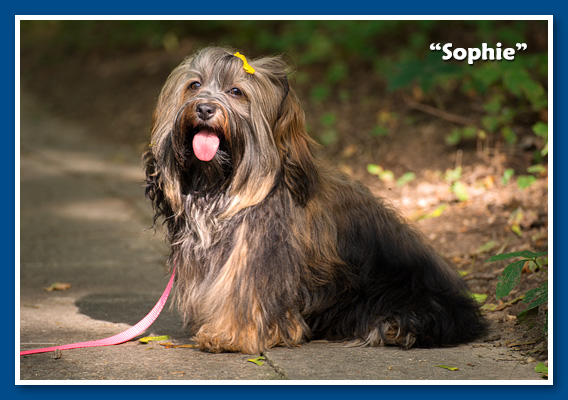 Miranda - at 6 months old - havanese