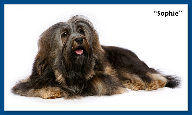 Miranda - at 6 months old - havanese