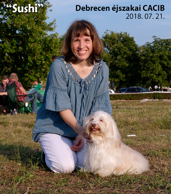 Sushi - havanese dog