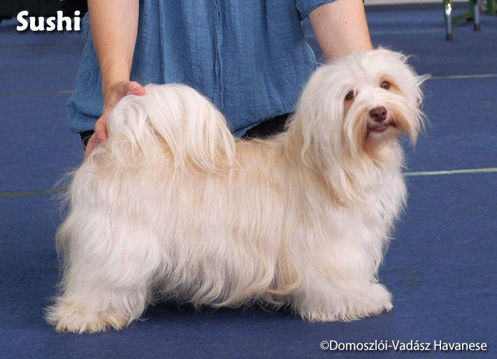 hDomoszlói-Vadász '1983' Pamina - havanese dog