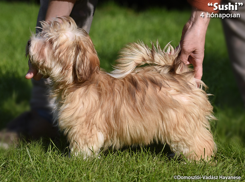 Sushi - havanese kölyök