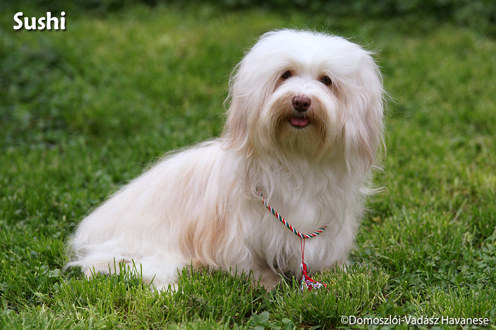 Sushi - havanese dog