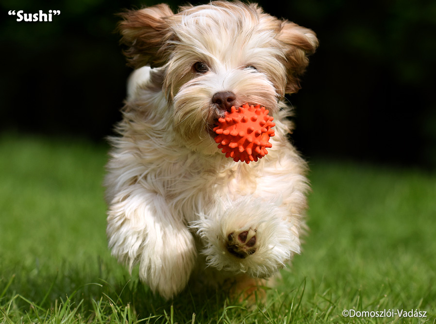 Sushi - havanese kölyök 