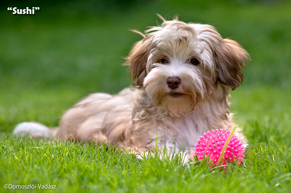 Sushi - havanese kölyök