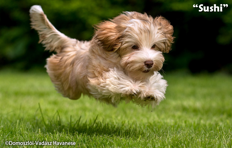 Sushi - havanese kölyök