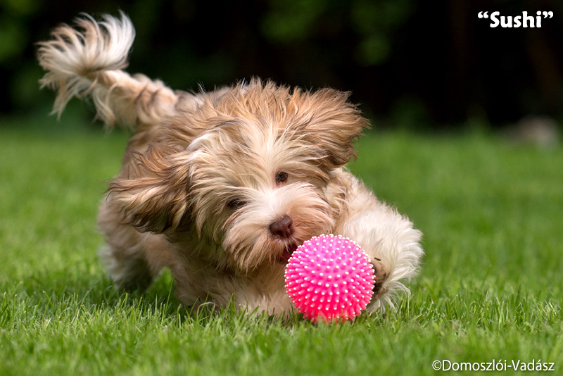 Sushi - havanese kölyök