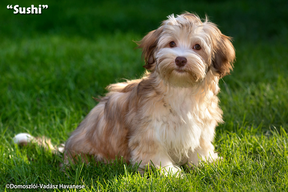 Sushi - havanese kölyök