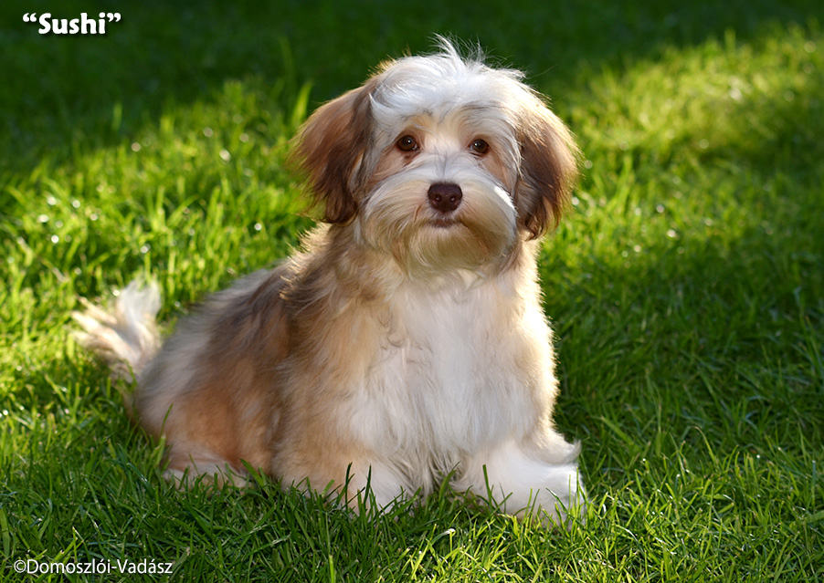 Sushi - havanese kölyök