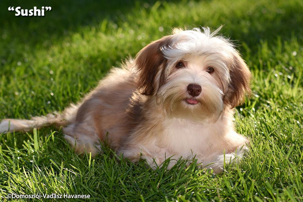 Sushi - havanese kölyök