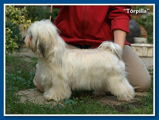 Törpilla 9 hónapos - bichon havanese lány