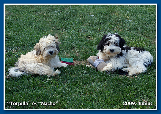 Törpilla és Nacho - bichon havanese babák