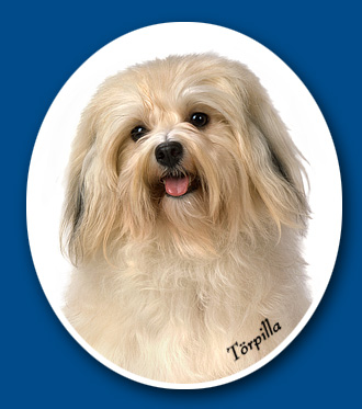 Törpilla - bichon havanese