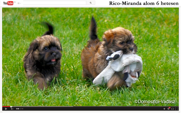 Rico-Miranda-alom /D-litter