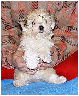 havanese puppy